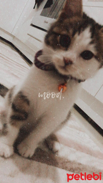 Tekir Kedi, Kedi  Kekik fotoğrafı