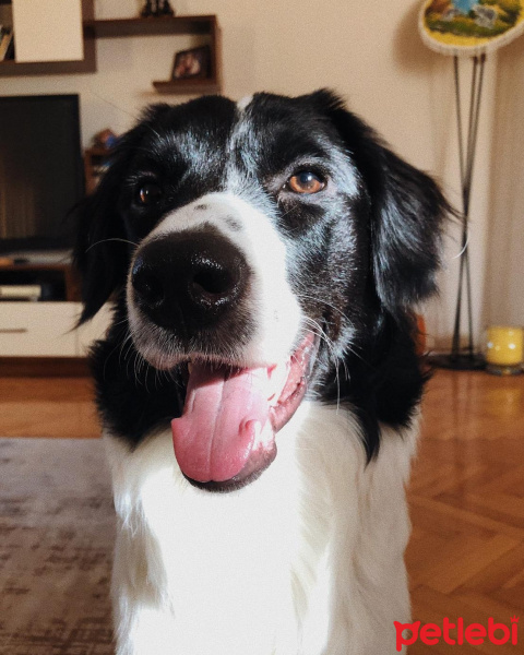 Border Collie, Köpek  Negro fotoğrafı