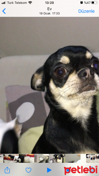 Chihuahua, Köpek  FİONA fotoğrafı