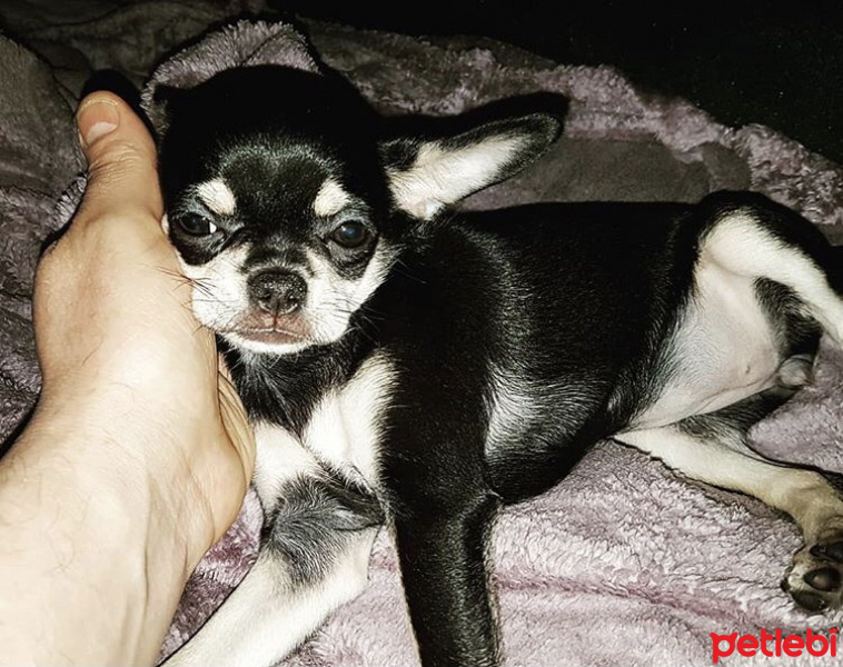 Chihuahua, Köpek  FİONA fotoğrafı