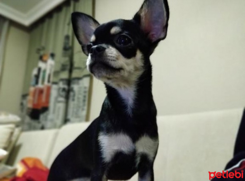 Chihuahua, Köpek  FİONA fotoğrafı