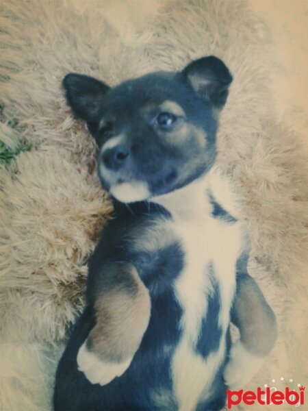 Jack Russell Terrier, Köpek  Zeytin fotoğrafı