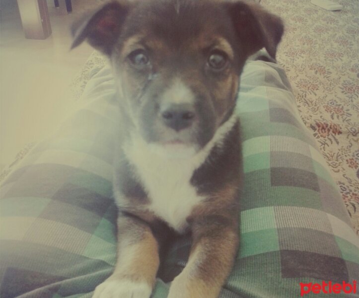 Jack Russell Terrier, Köpek  Zeytin fotoğrafı