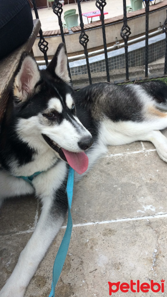 Sibirya Kurdu (Husky), Köpek  Lisa fotoğrafı