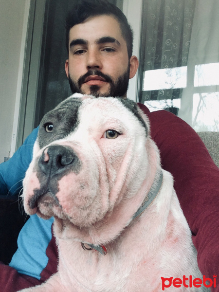 Amerikan Pitbull Terrier, Köpek  BOYKA fotoğrafı