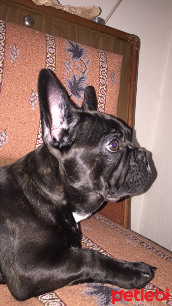 Fransız Bulldog, Köpek  Azer fotoğrafı