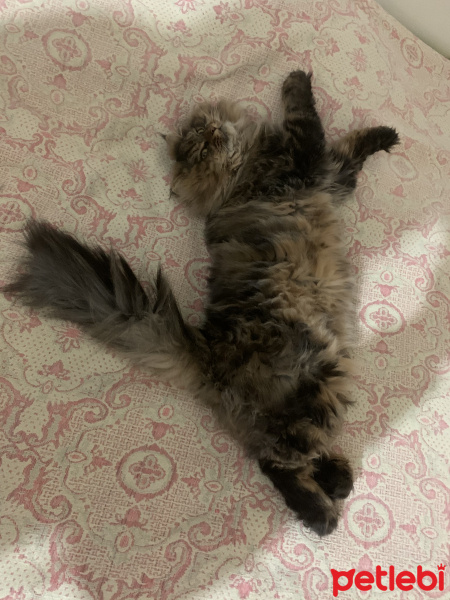Chinchilla, Kedi  Baron fotoğrafı