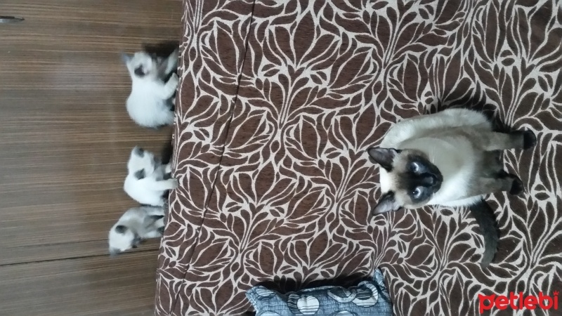 Siyam Kedisi, Kedi  adını sen koy fotoğrafı