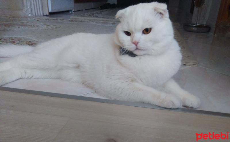 Scottish Fold, Kedi  Sütlaç fotoğrafı
