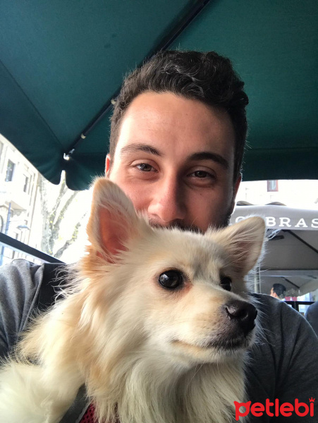 Pomeranyalı, Köpek  Ice fotoğrafı