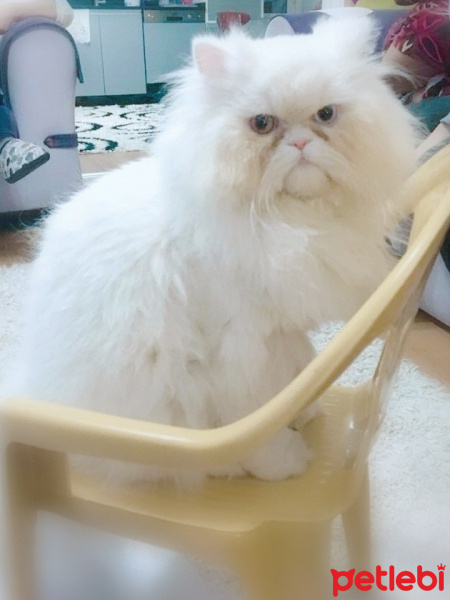 İran Kedisi (Persian), Kedi  Pamuk fotoğrafı