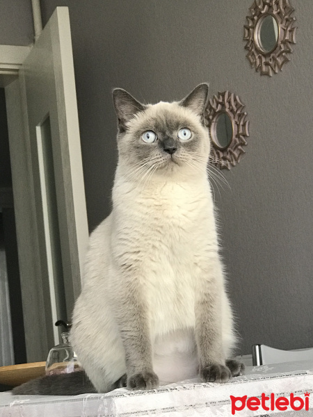 British Shorthair, Kedi  Mia fotoğrafı