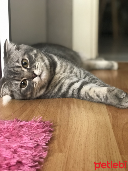 Scottish Fold, Kedi  Luna fotoğrafı