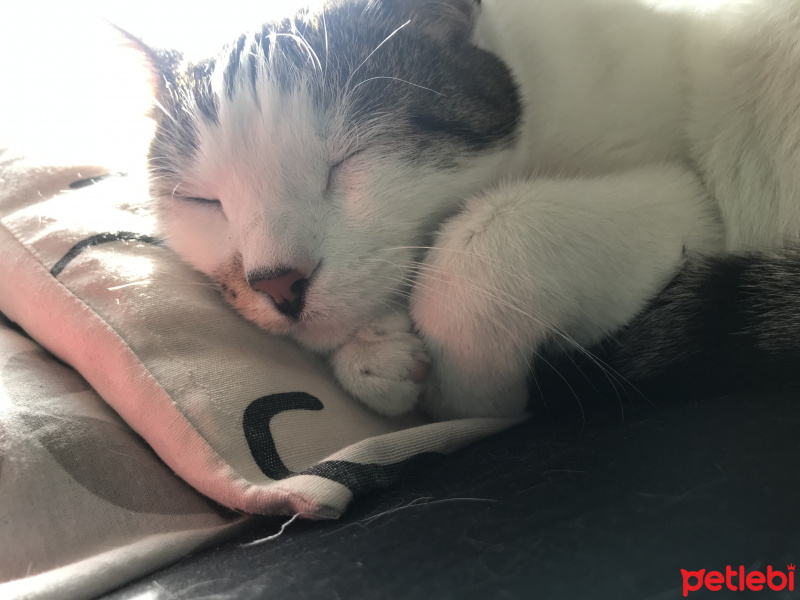 Tekir Kedi, Kedi  idris fotoğrafı