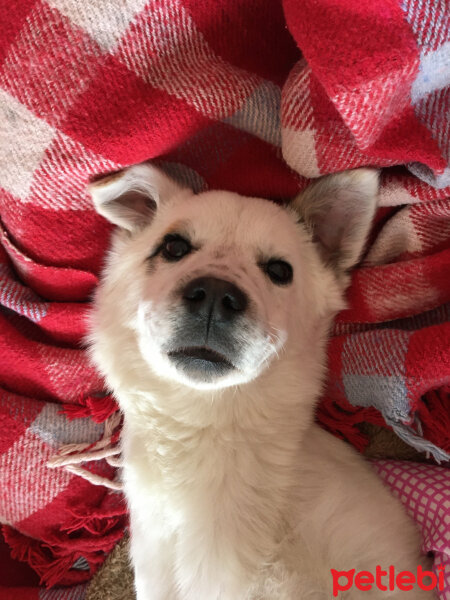 Jack Russell Terrier, Köpek  Dünya fotoğrafı