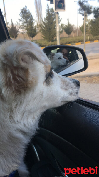 Jack Russell Terrier, Köpek  Dünya fotoğrafı