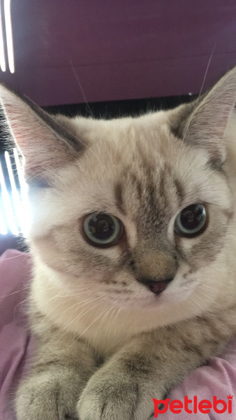 British Shorthair, Kedi  Boncuk fotoğrafı