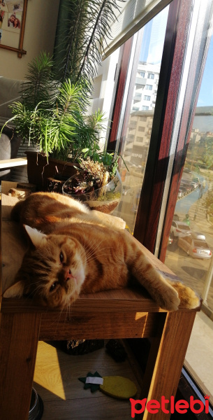 British Shorthair, Kedi  Turşu bey fotoğrafı