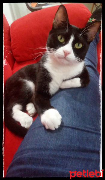 Tuxedo (Smokin) Kedi, Kedi  şapşik fotoğrafı
