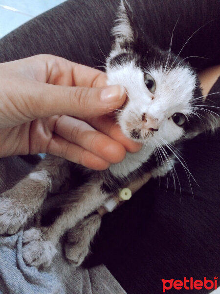 Tuxedo (Smokin) Kedi, Kedi  Shiloh fotoğrafı