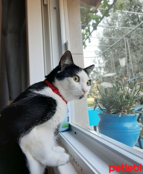 Tuxedo (Smokin) Kedi, Kedi  Shiloh fotoğrafı