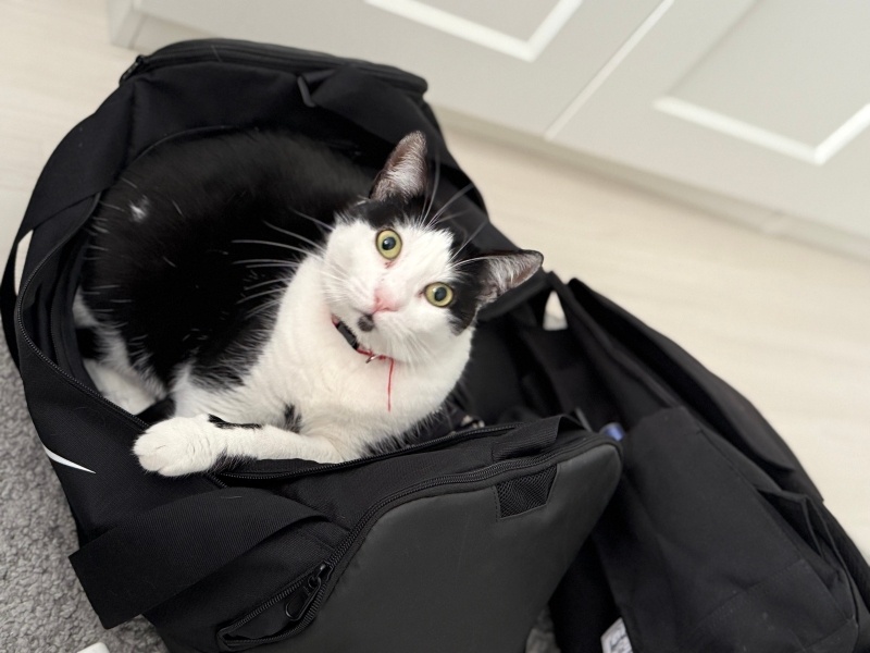 Tuxedo (Smokin) Kedi, Kedi  Shiloh fotoğrafı
