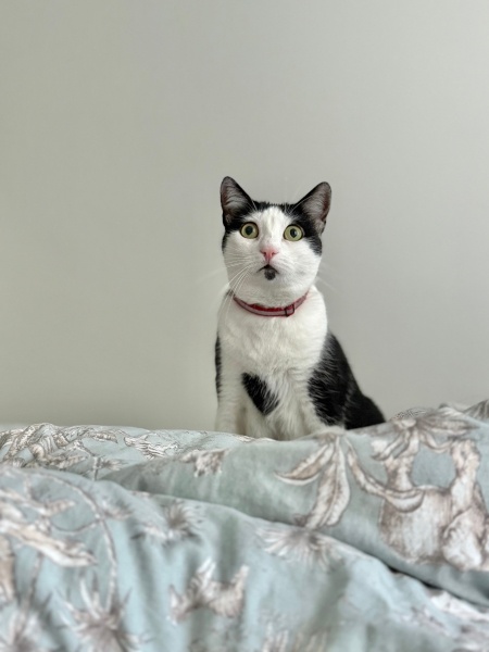 Tuxedo (Smokin) Kedi, Kedi  Shiloh fotoğrafı