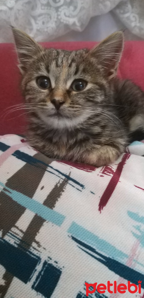 Tekir Kedi, Kedi  Adını siz koyun :) fotoğrafı