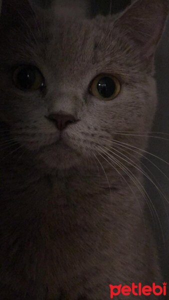 British Shorthair, Kedi  Pamuk fotoğrafı