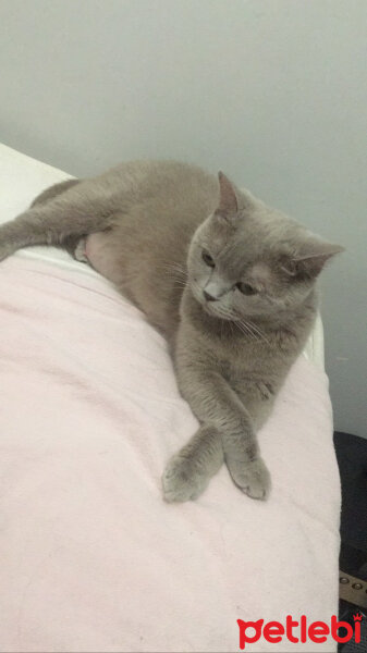 British Shorthair, Kedi  Pamuk fotoğrafı