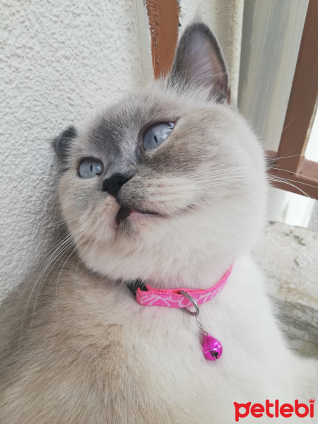 British Shorthair, Kedi  Mia fotoğrafı