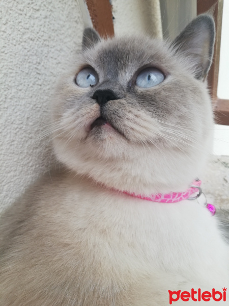 British Shorthair, Kedi  Mia fotoğrafı