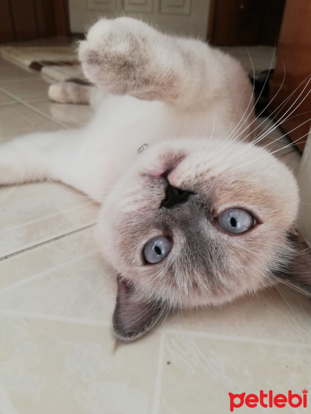 British Shorthair, Kedi  Mia fotoğrafı