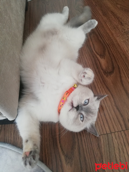 British Shorthair, Kedi  Mia fotoğrafı