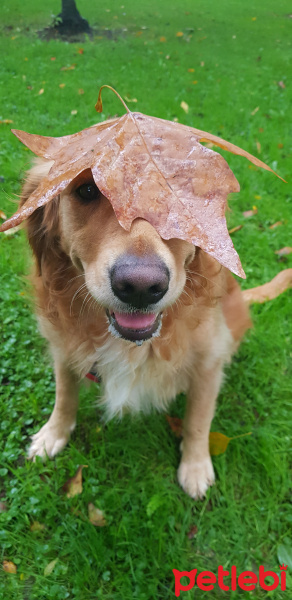 Golden Retriever, Köpek  kızım fotoğrafı