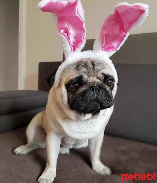 Pug, Köpek  PİNTİ fotoğrafı
