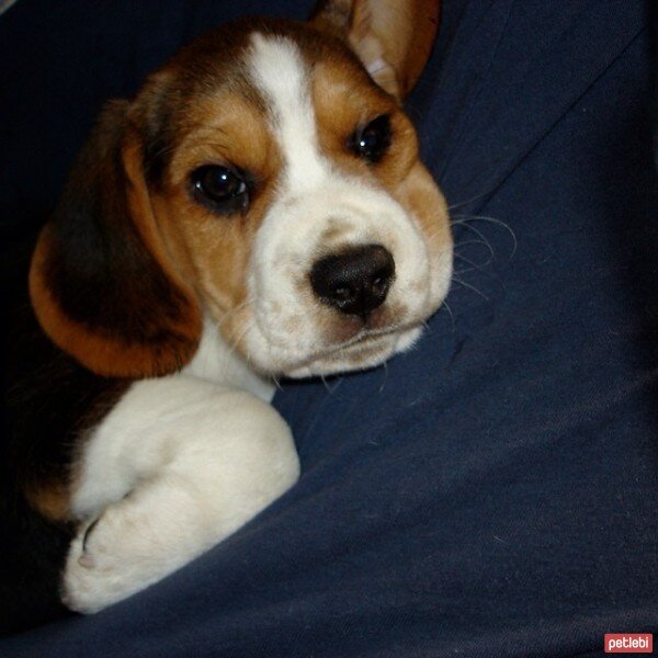 Beagle, Köpek  fiona fotoğrafı