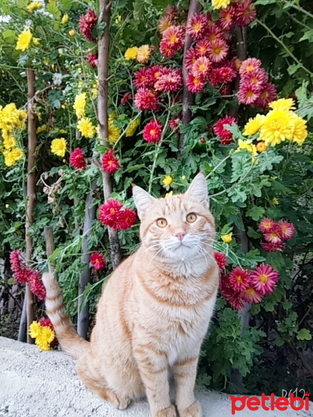 Sarman, Kedi  Popy fotoğrafı