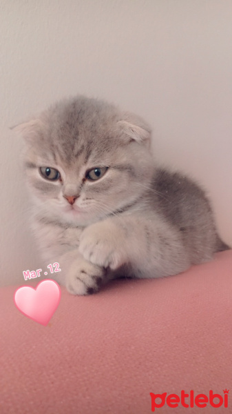 Scottish Fold, Kedi  Pasha fotoğrafı