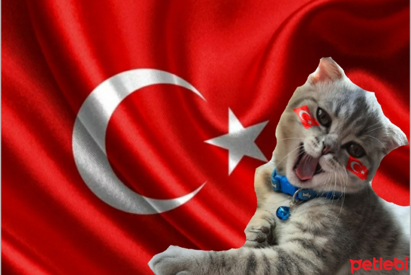 Scottish Fold, Kedi  Pasha fotoğrafı