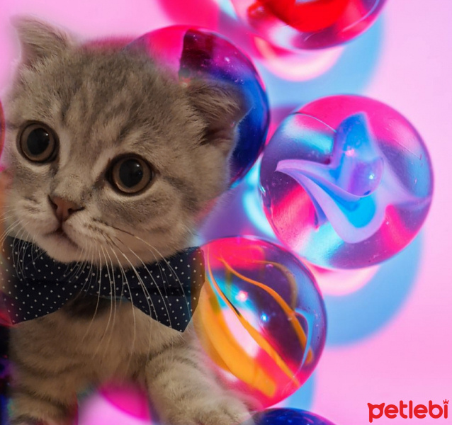 Scottish Fold, Kedi  Pasha fotoğrafı