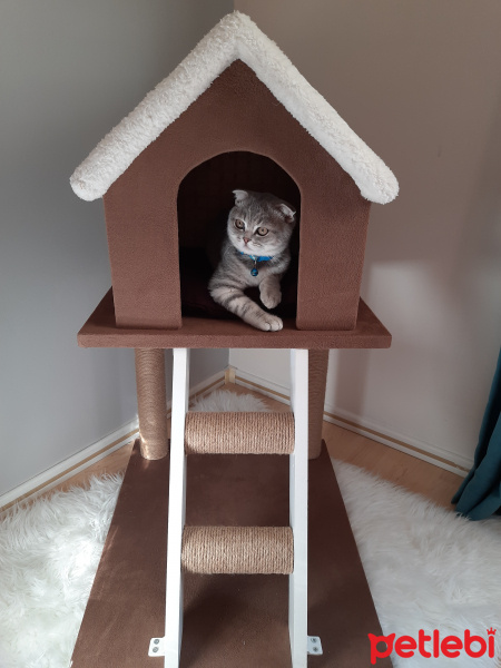 Scottish Fold, Kedi  Pasha fotoğrafı
