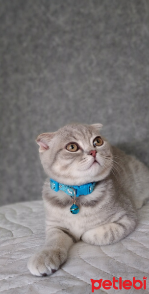 Scottish Fold, Kedi  Pasha fotoğrafı