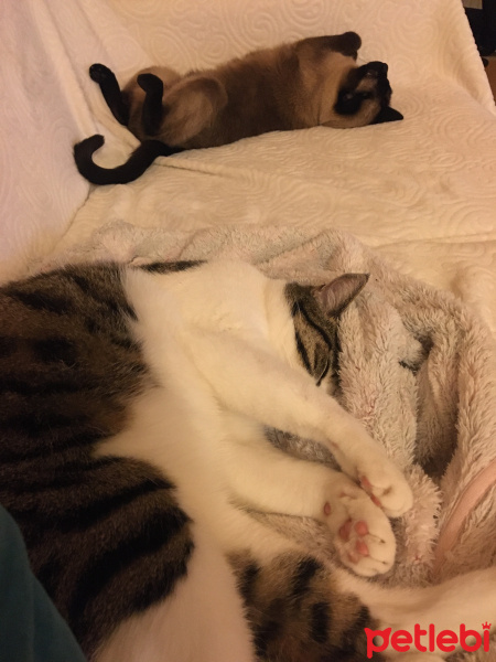 Tekir Kedi, Kedi  Femina fotoğrafı