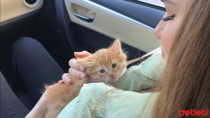 Sarman, Kedi  Bal’ım fotoğrafı