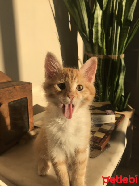 Sarman, Kedi  Bal’ım fotoğrafı