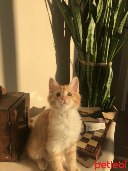 Sarman, Kedi  Bal’ım fotoğrafı