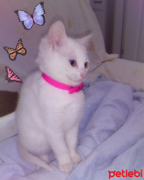 Ankara Kedisi, Kedi  Şeker fotoğrafı