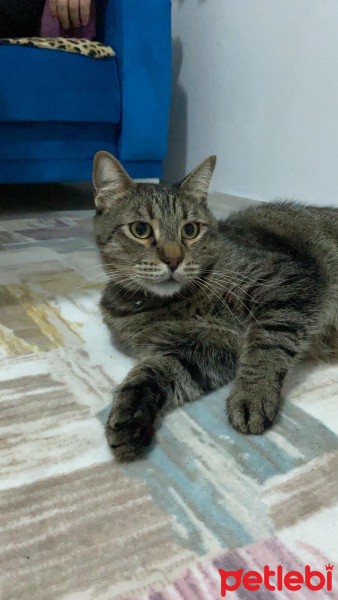 Tekir Kedi, Kedi  Cafer fotoğrafı