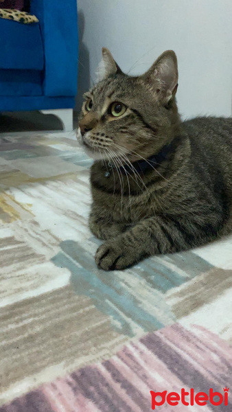 Tekir Kedi, Kedi  Cafer fotoğrafı